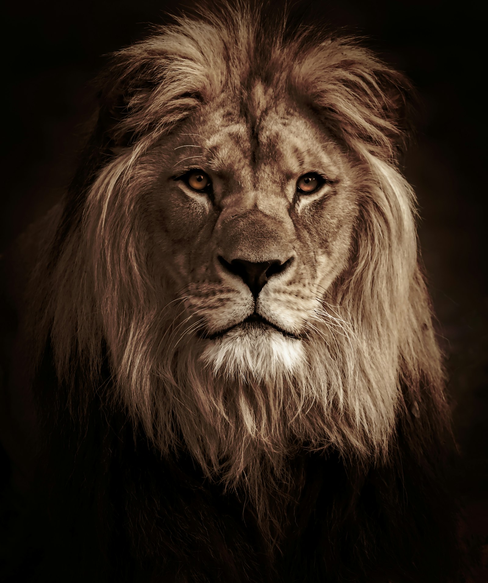 Vrai lion en gros plan